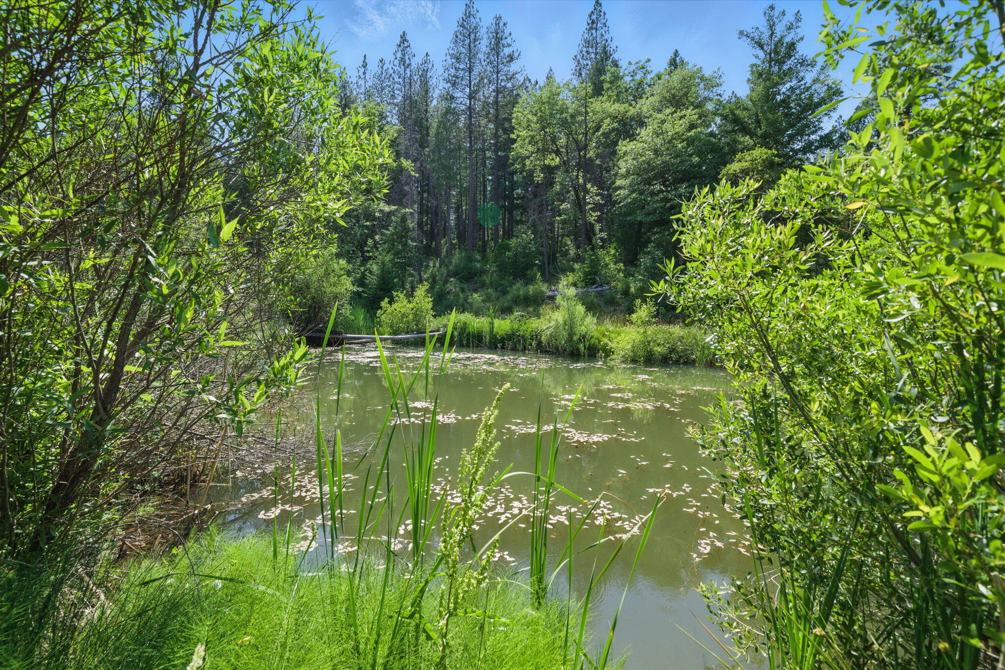 15399 Star Flower Road Oak Run, CA 96069 - Photo 29 of 44 a view of a lake with a yard