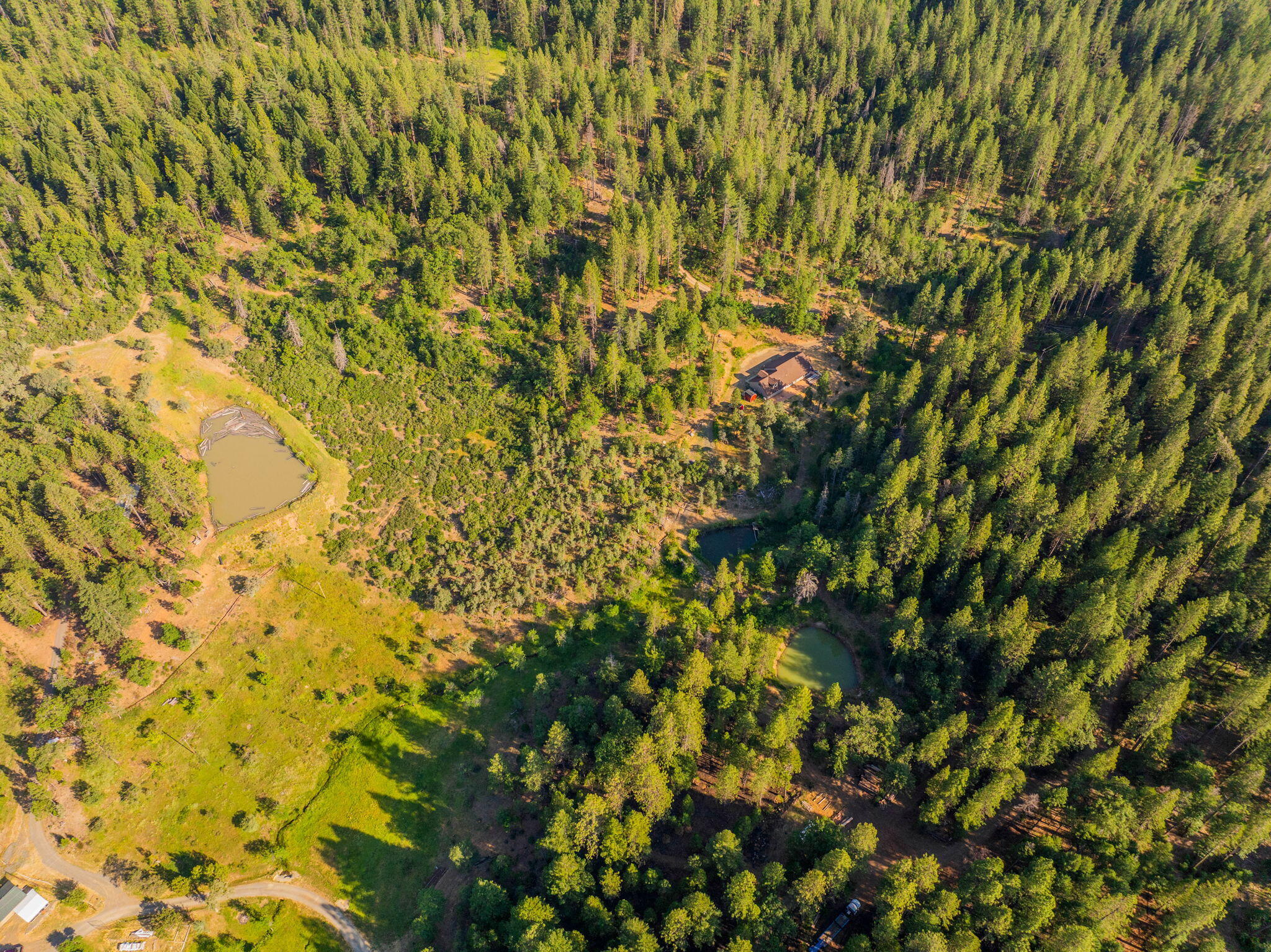 15399 Star Flower Road Oak Run, CA 96069 - Photo 36 of 44 a view of a bunch of trees