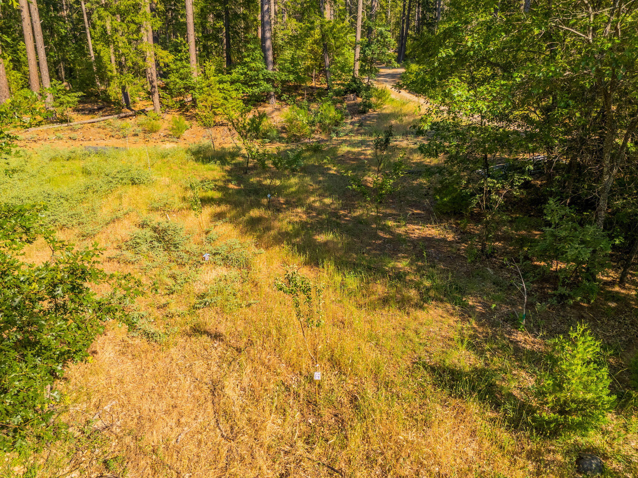 15399 Star Flower Road Oak Run, CA 96069 - Photo 38 of 44 a view of yard
