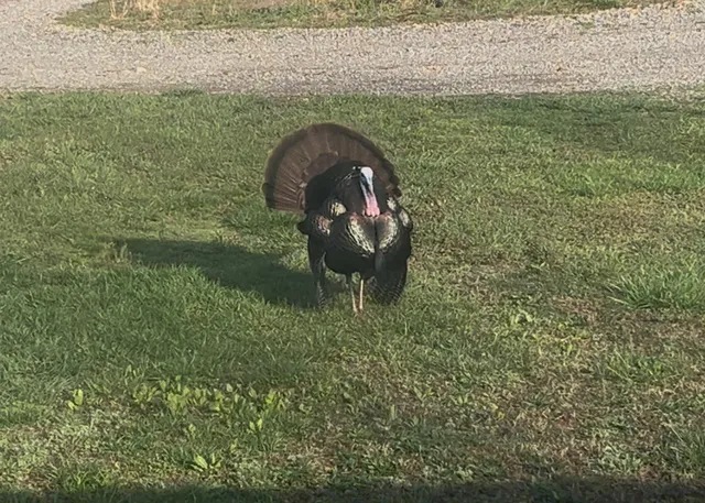 $560,000 | 1147 Tonya Trail, Cumberland Furnace, TN 37051