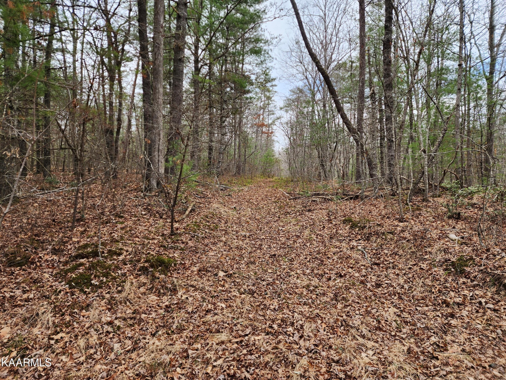 215 Hensley Road Deer Lodge, TN 37726 - Photo 26 of 29 Gallery Image 26