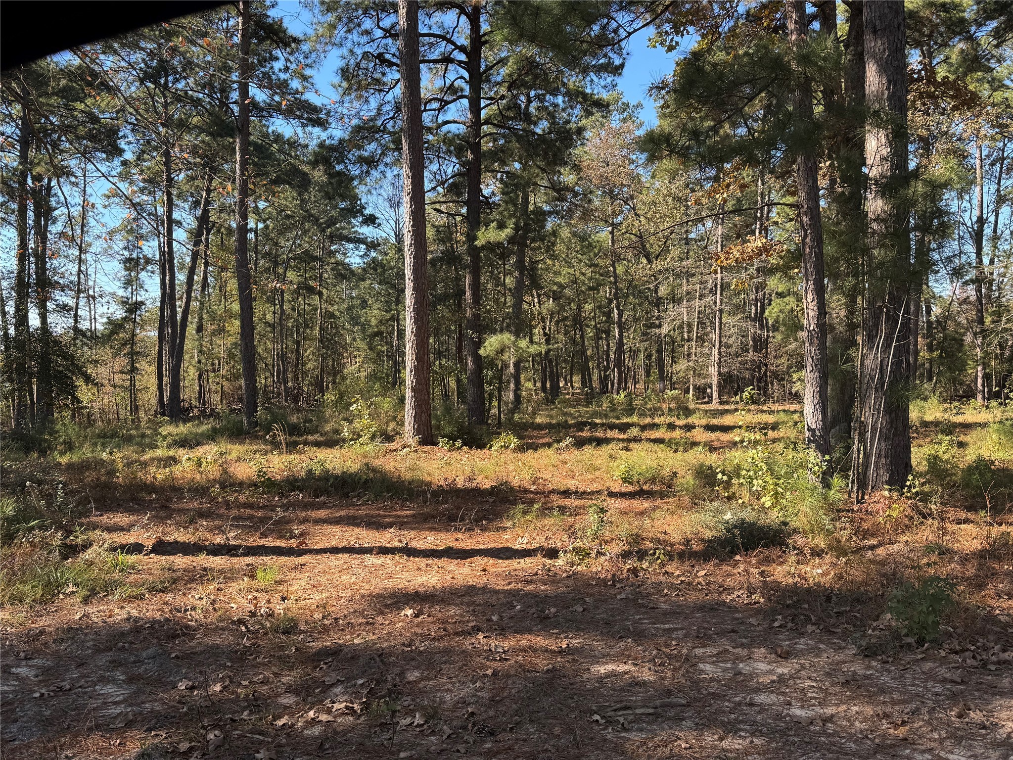 21 Private Road Brookeland, TX 75931 - Photo 19 of 20 a view of house with trees