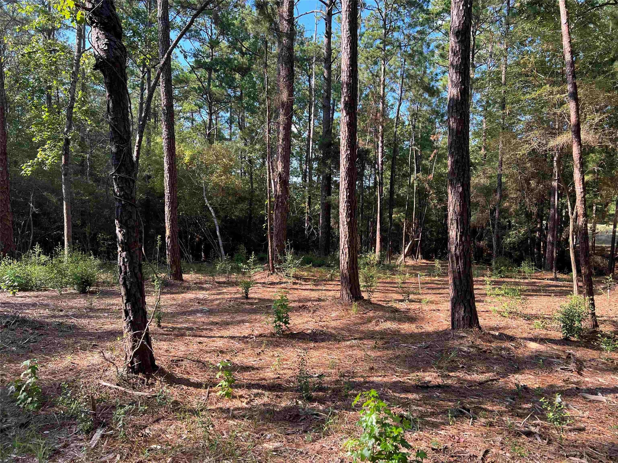 21 Private Road Brookeland, TX 75931 - Photo 3 of 20 a view of a park with tree s