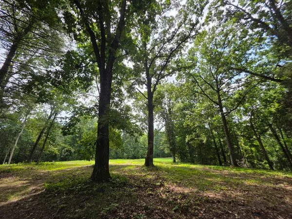 a big yard with lots of green space and trees