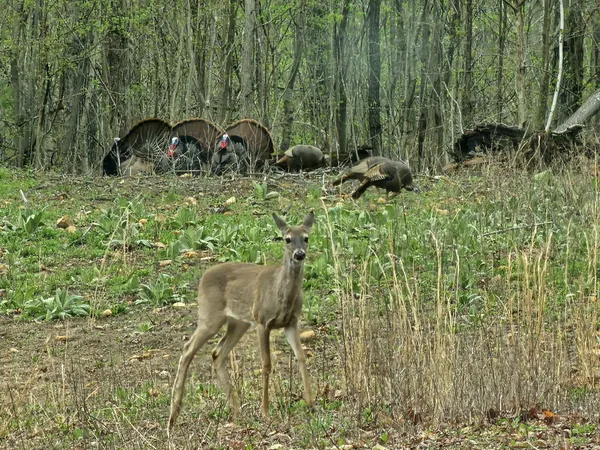 a view of a backyard with large trees