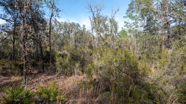 a view of a forest with trees in the background