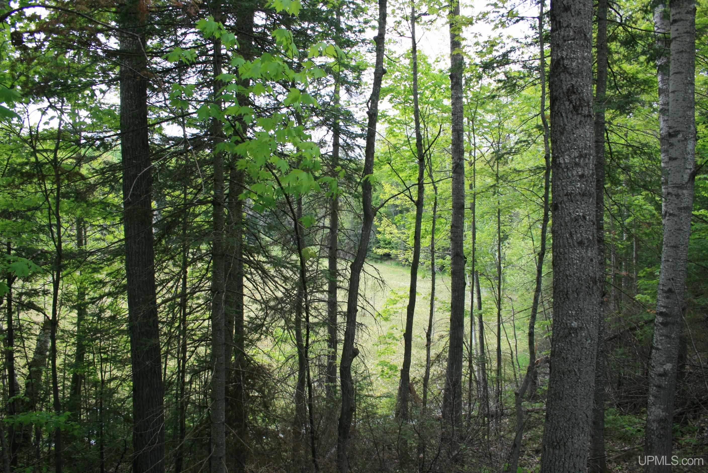 Tbd Sucker Lake Road Watersmeet, MI 49969 - Photo 24 of 24