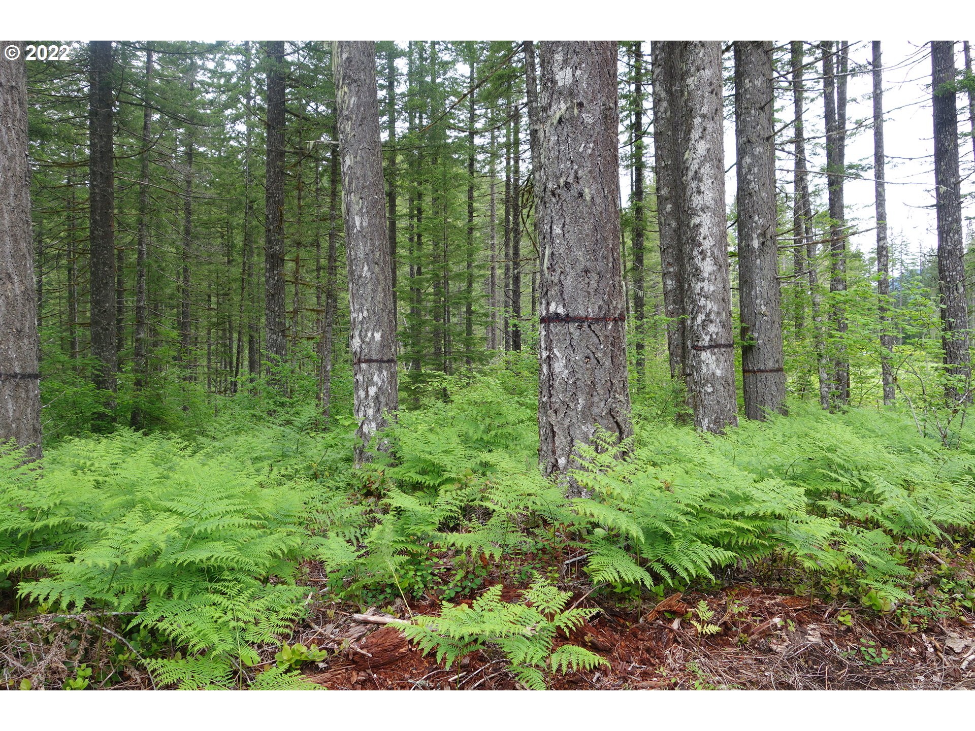 105 Hemlock Road Carson, WA 98610 - Photo 4 of 11