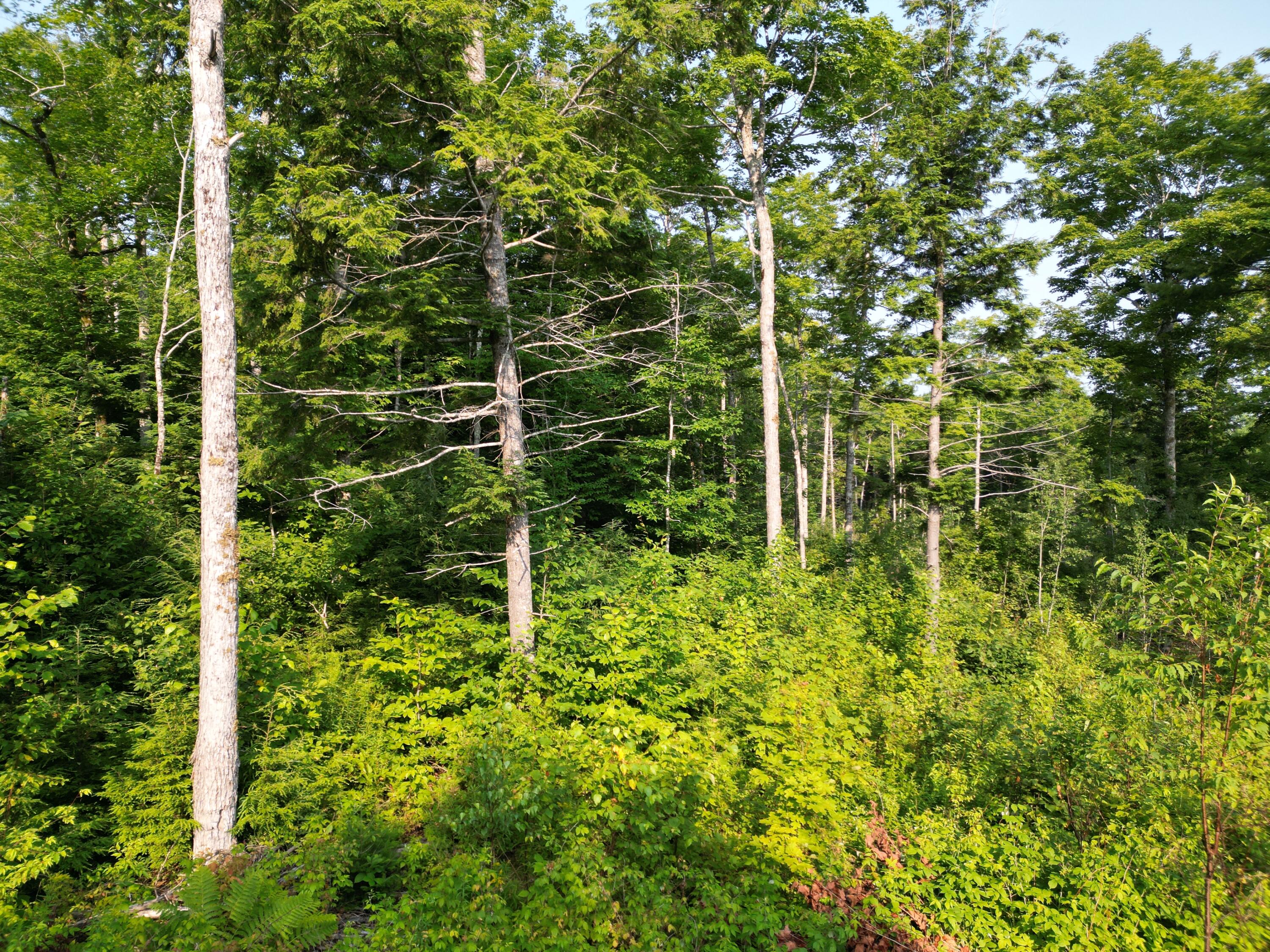 Lot 33-4 West Road Springfield, ME 04487 - Photo 10 of 17 DJI_0990
