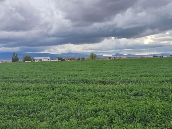 a view of a big yard with plants and a large tree