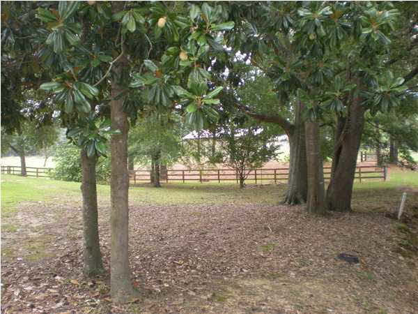 215 Burnham Road South Puckett, MS 39042 - Photo 15 of 15 Photo 15