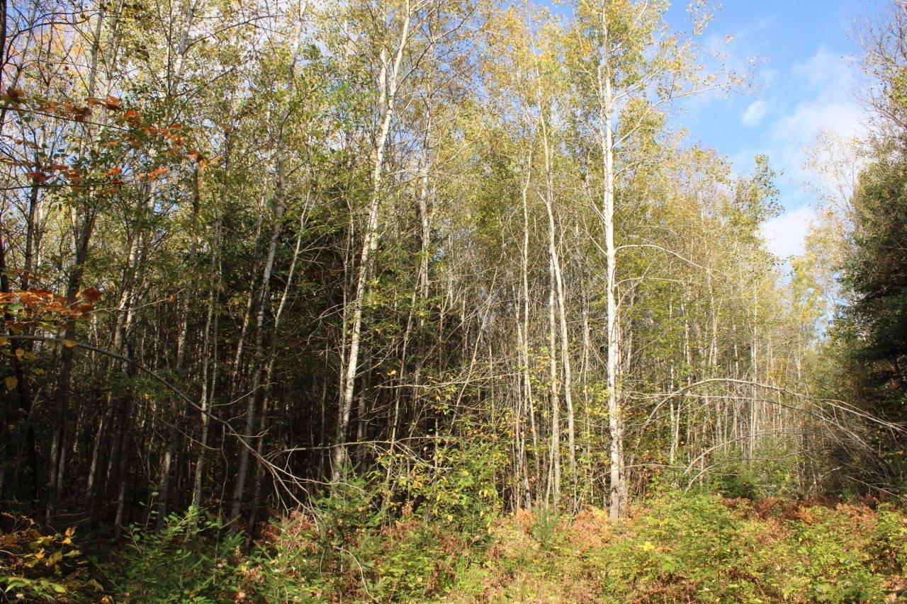 Off Warren Road Fifield, WI 54524 - Photo 23 of 28 Gallery Image 23
