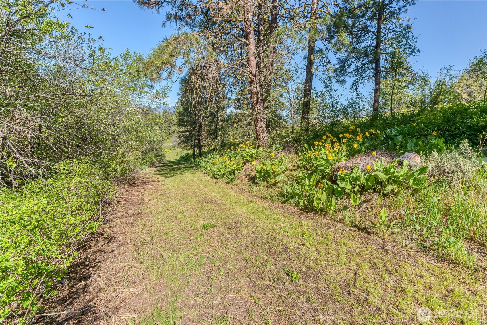 0 Sky Meadows Road Cashmere, WA 98815 - Photo 4 of 40 a view of a yard with plants and trees