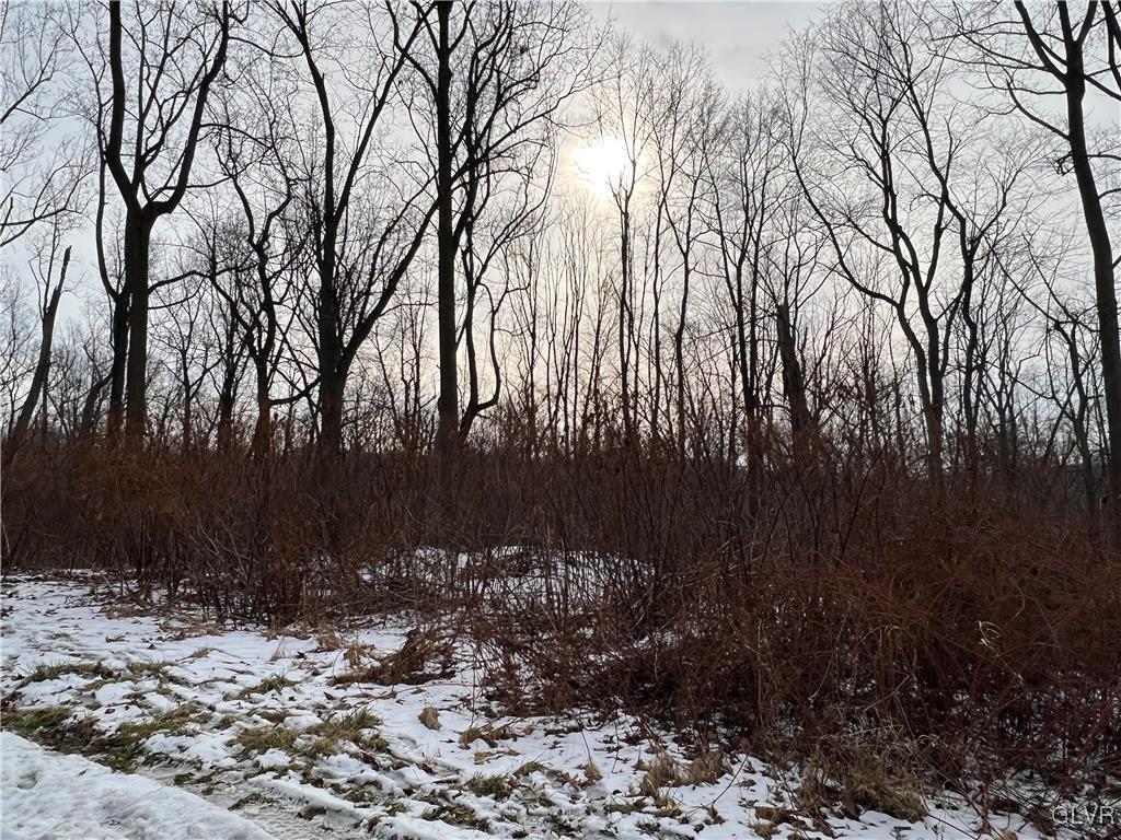 a view of backyard and trees