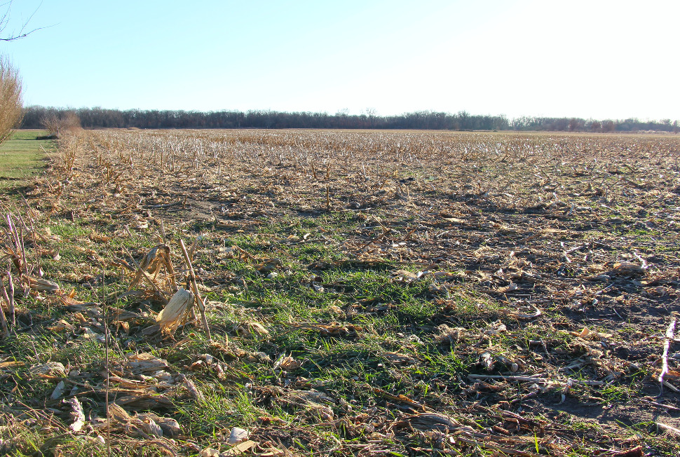 0 Cooper Road Wilmington, IL 60481 - Photo 9 of 38 Gallery Image 9