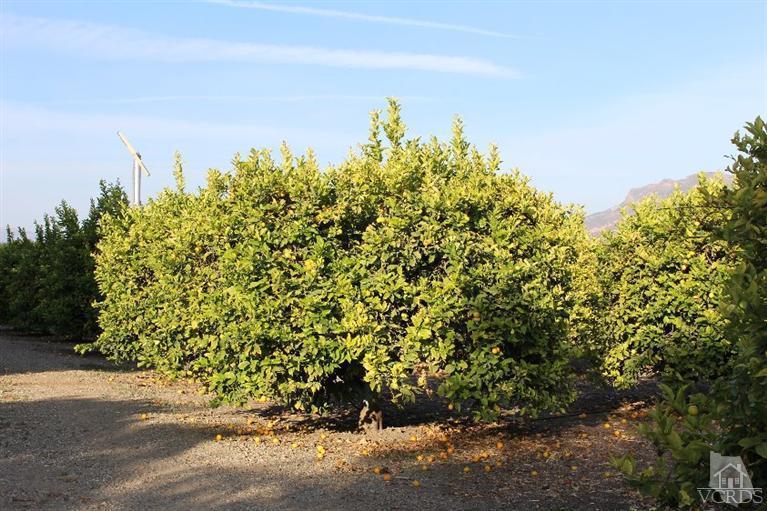 North Briggs Road Santa Paula, CA 93060 - Photo 15 of 15 Gallery Image 15