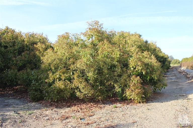 North Briggs Road Santa Paula, CA 93060 - Photo 10 of 15 Gallery Image 10