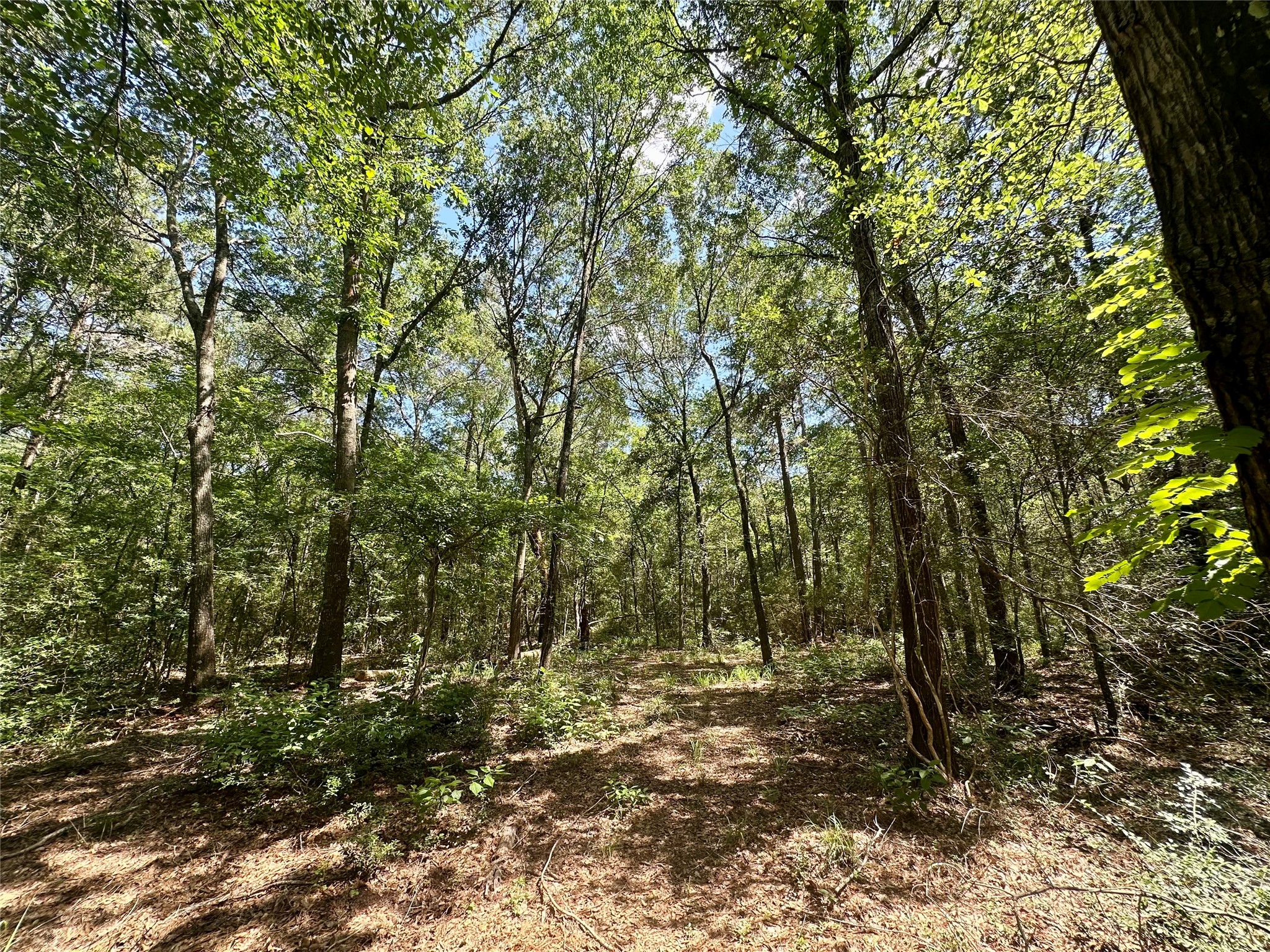 0 Taliaferro Road Richards, TX 77873 - Photo 5 of 5