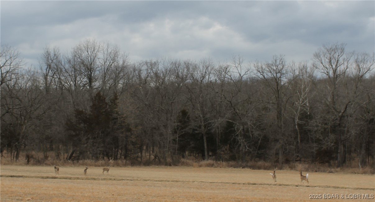 Anne Drive, Unit 1786 Edwards, MO 65326 - Photo 9 of 10 An abundance of deer to enjoy watching