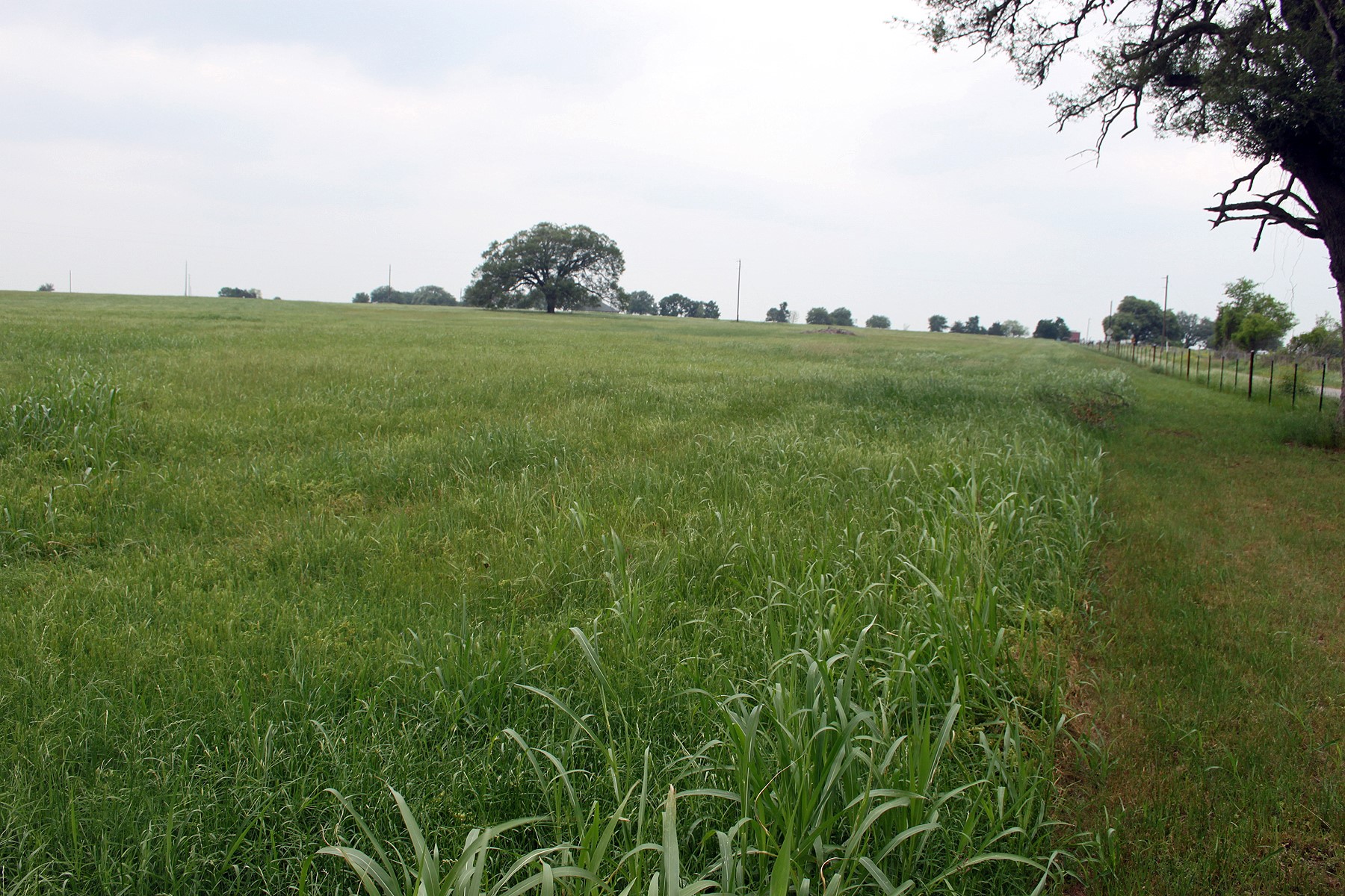 0 Brushy Branch Road Lockhart, TX 78644 - Photo 18 of 19 Rolling green pastures and a border fence define this expansive rural property.