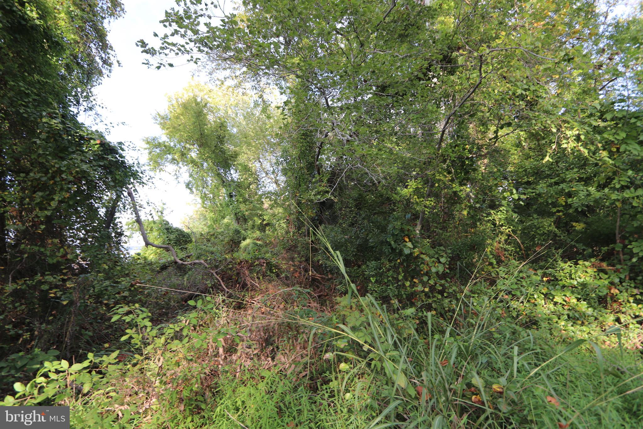 1-3 Riverside Drive Bryans Road, MD 20616 - Photo 11 of 17 a view of a lush green forest