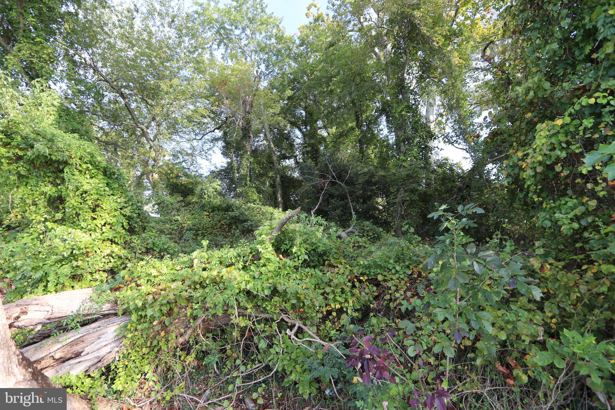 1-3 Riverside Drive Bryans Road, MD 20616 - Photo 12 of 17 a view of a lush green forest with lots of trees