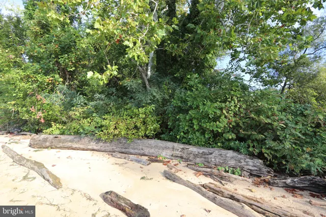 a view of a yard with plants and trees