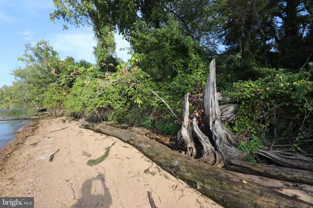a view of a backyard with plants and a large tree