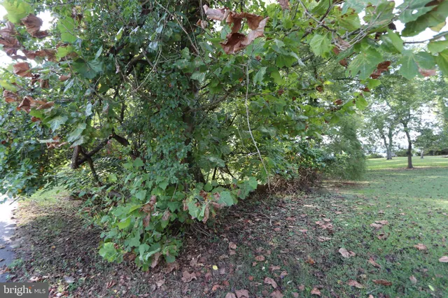 a view of a yard with a tree