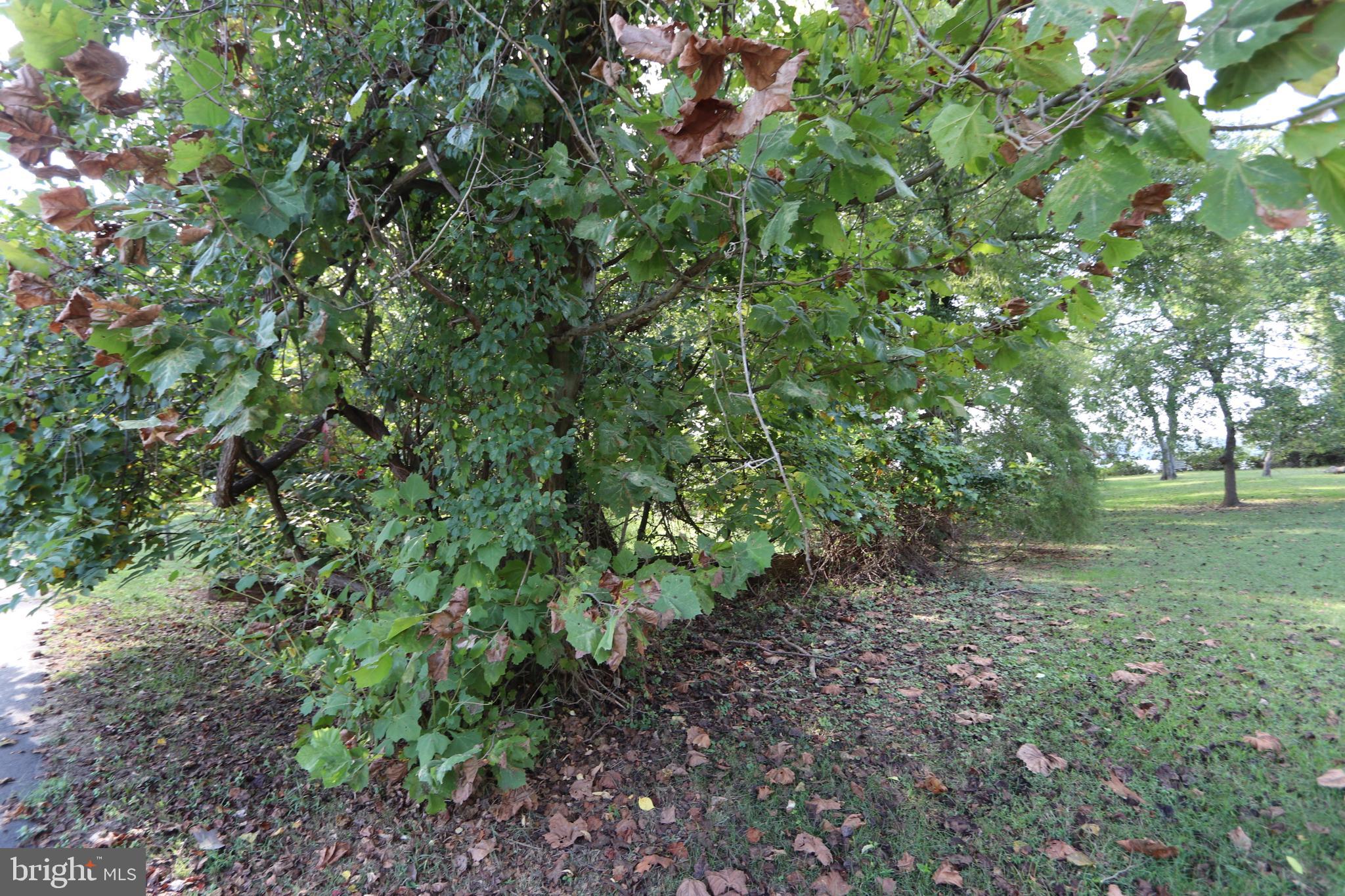 1-3 Riverside Drive Bryans Road, MD 20616 - Photo 8 of 17 a view of a yard with a tree
