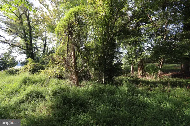 a view of a lush green forest with lots of trees