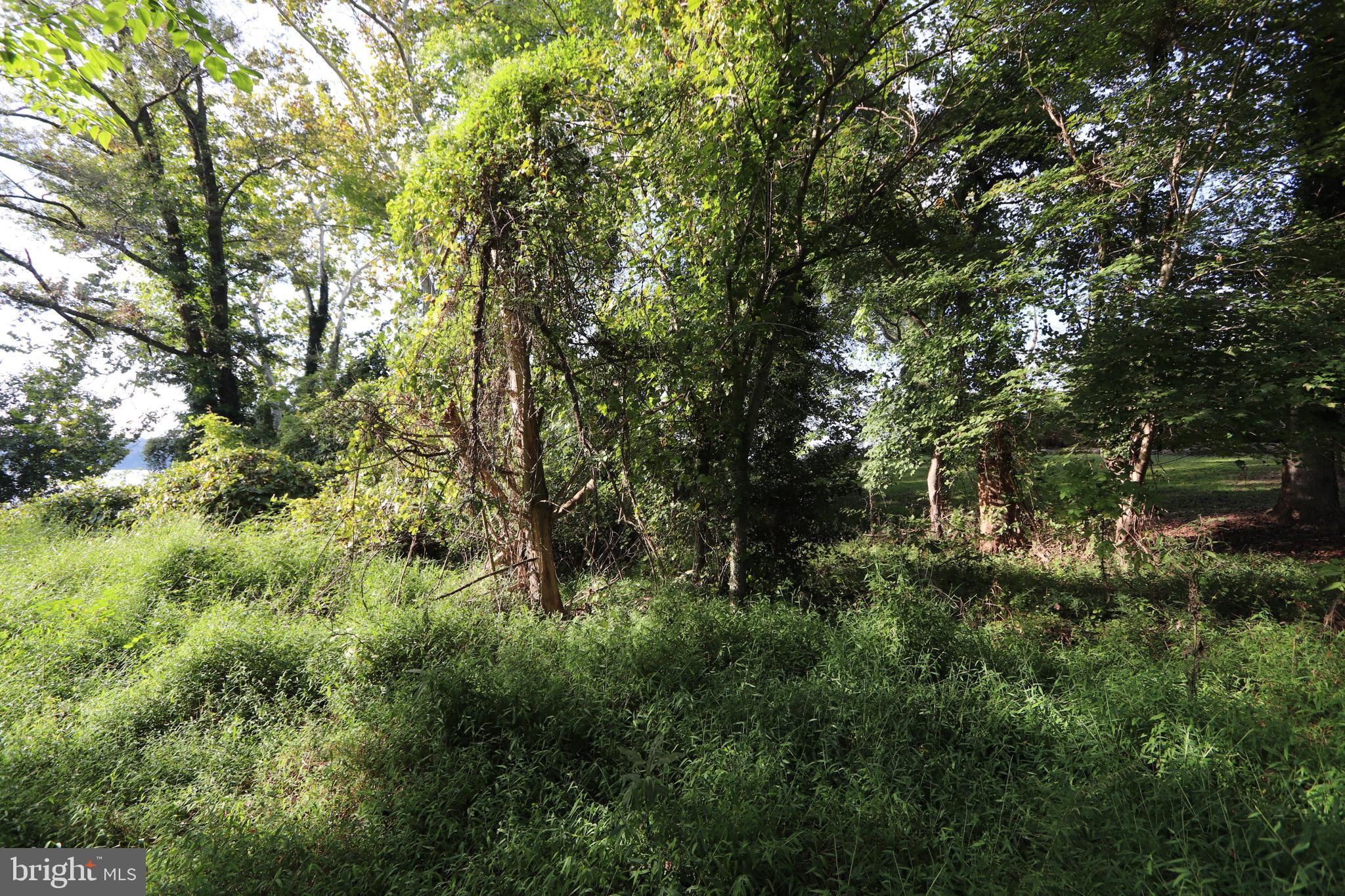 1-3 Riverside Drive Bryans Road, MD 20616 - Photo 10 of 17 a view of a lush green forest with lots of trees