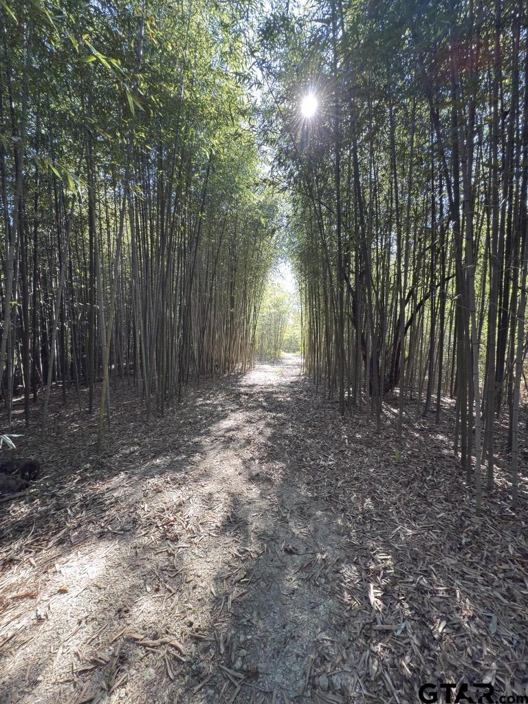 a view of a forest with trees in the background