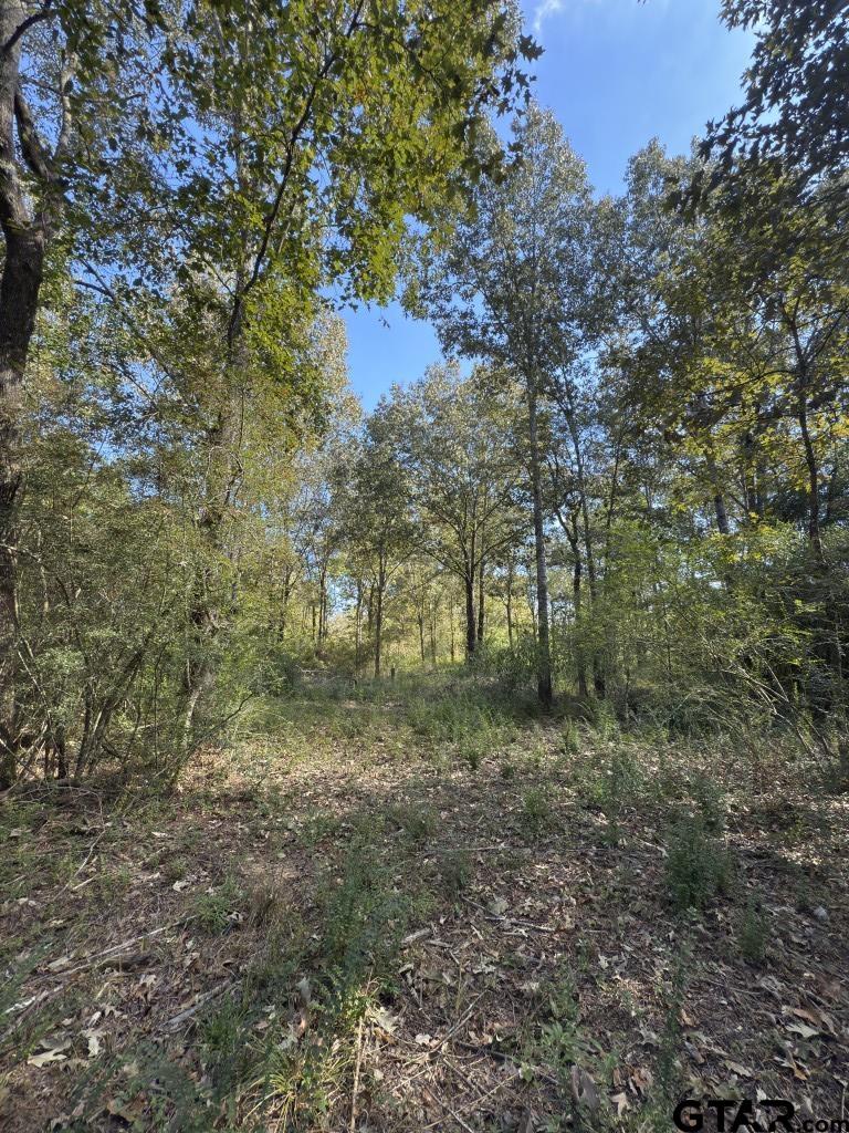 456 Marshall Ivy Road Huntington, TX 75949 - Photo 11 of 32 a view of a forest with trees in the background