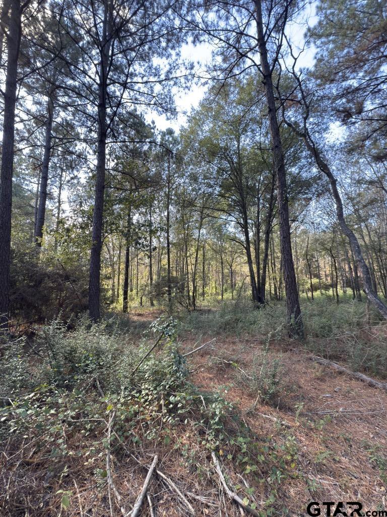 456 Marshall Ivy Road Huntington, TX 75949 - Photo 12 of 32 a view of a forest with trees in the background