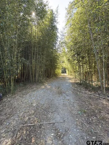 a view of a forest with trees in the background