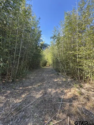 a view of a yard with trees
