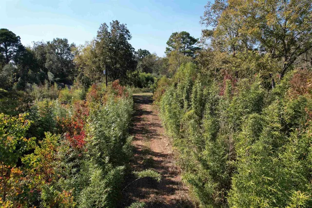 a view of a large yard with lots of trees
