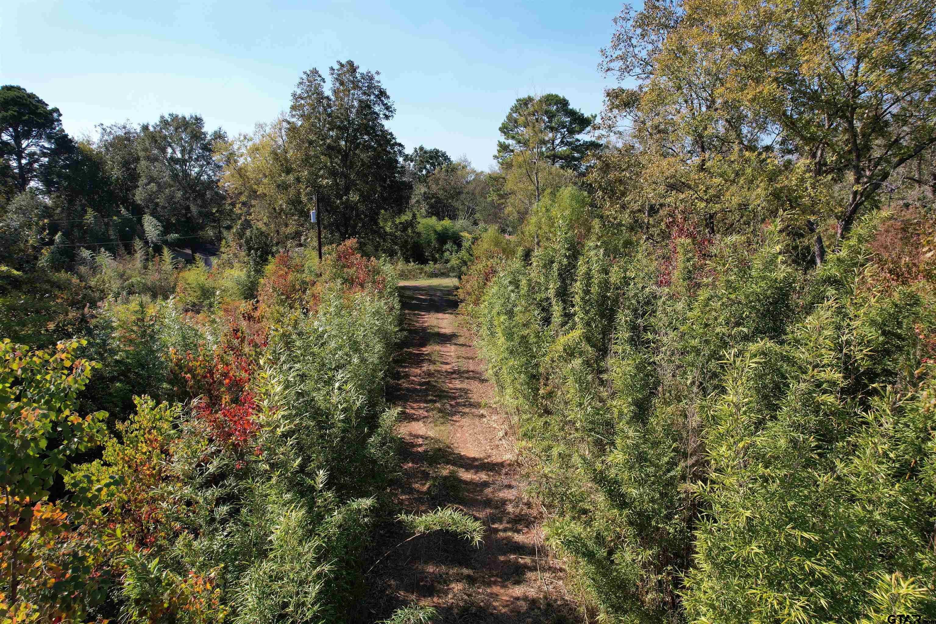456 Marshall Ivy Road Huntington, TX 75949 - Photo 2 of 32 a view of a large yard with lots of trees