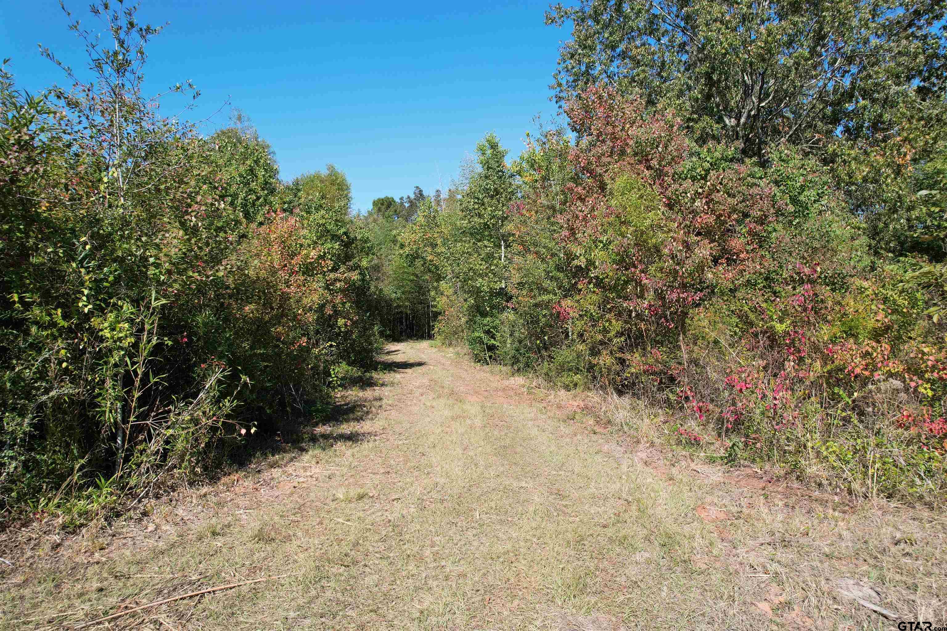 456 Marshall Ivy Road Huntington, TX 75949 - Photo 3 of 32 a view of a forest with trees in the background