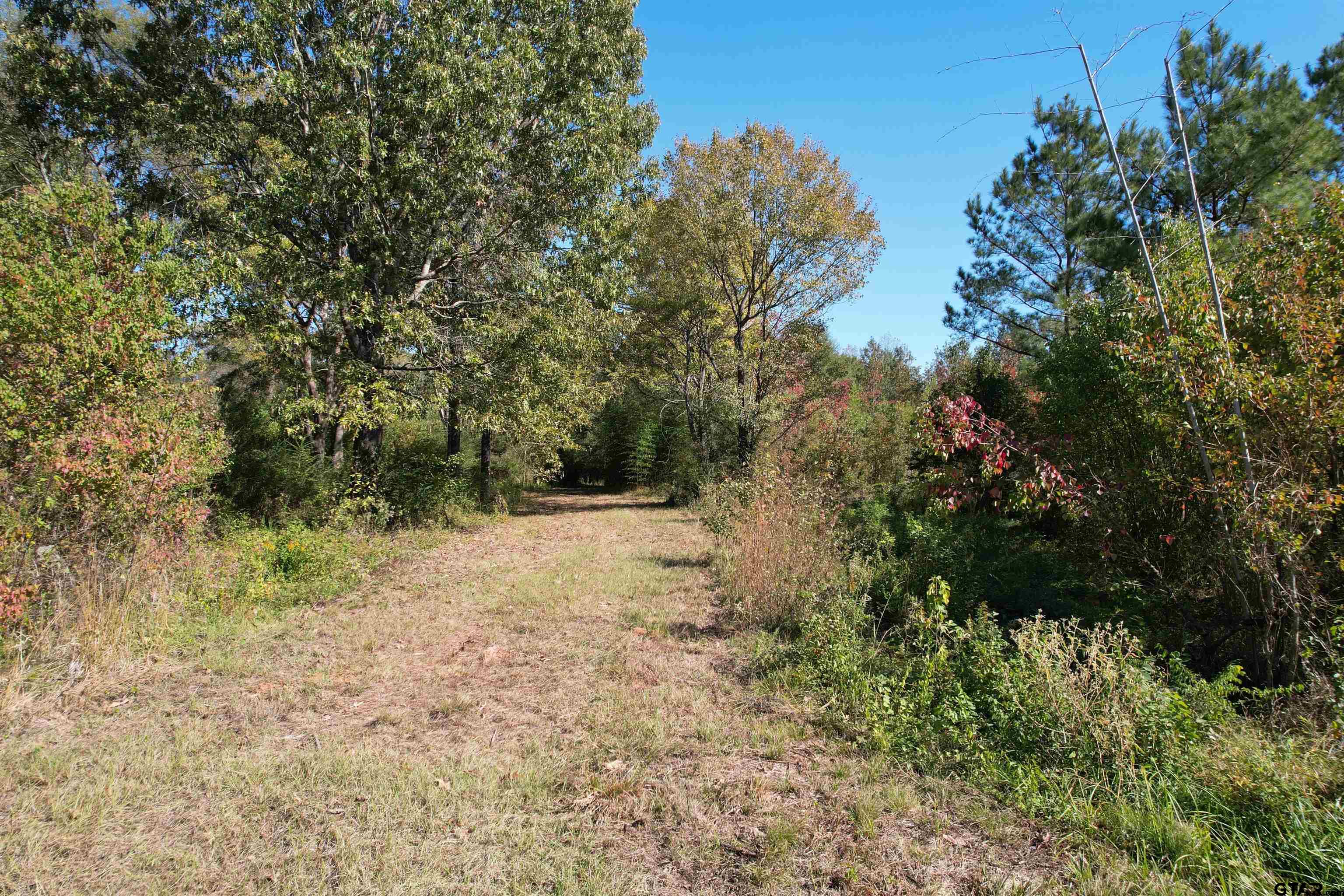 456 Marshall Ivy Road Huntington, TX 75949 - Photo 4 of 32 a view of a yard with a tree