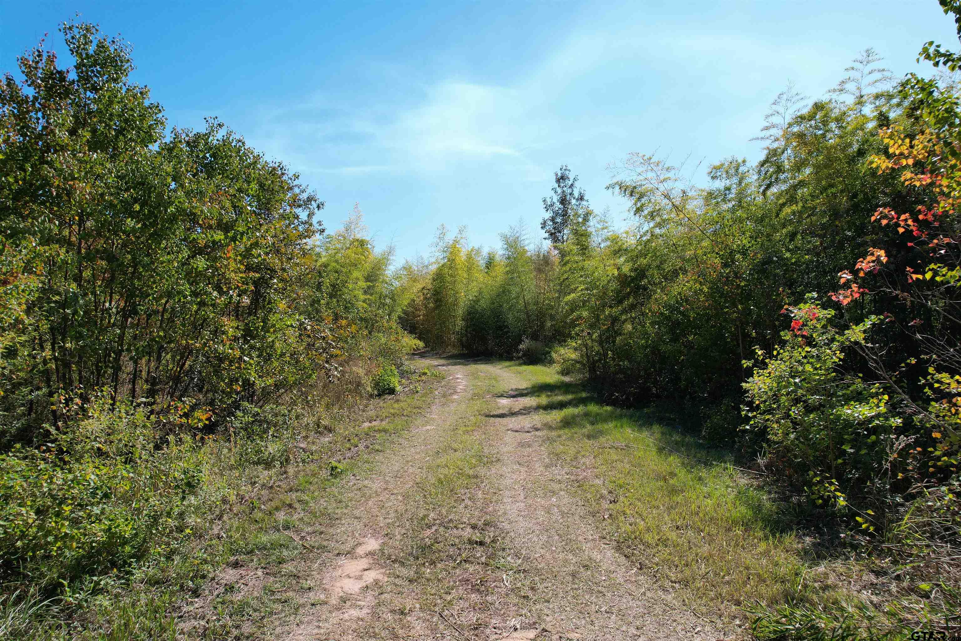 456 Marshall Ivy Road Huntington, TX 75949 - Photo 5 of 32 a view of a yard with trees and bushes