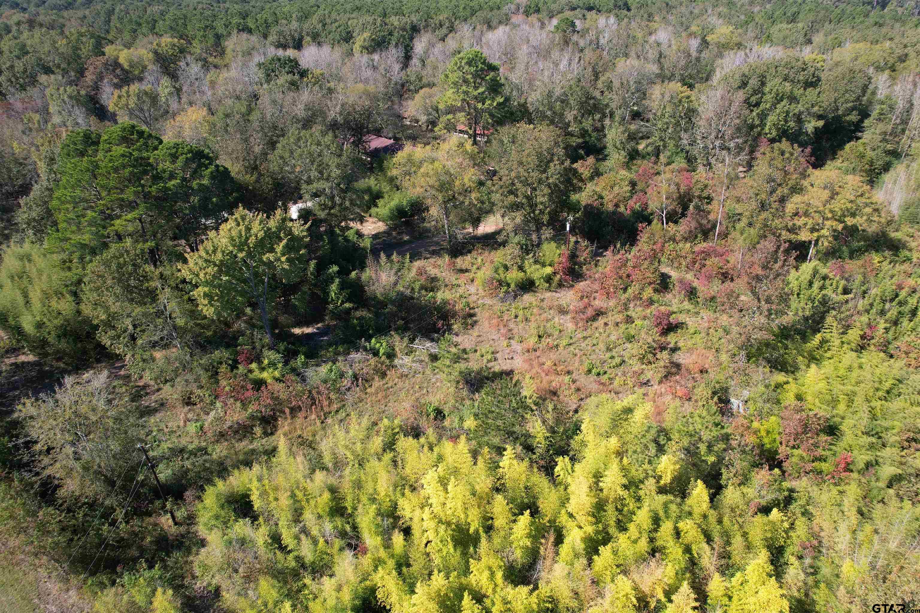 456 Marshall Ivy Road Huntington, TX 75949 - Photo 7 of 32 a view of a forest with a tree