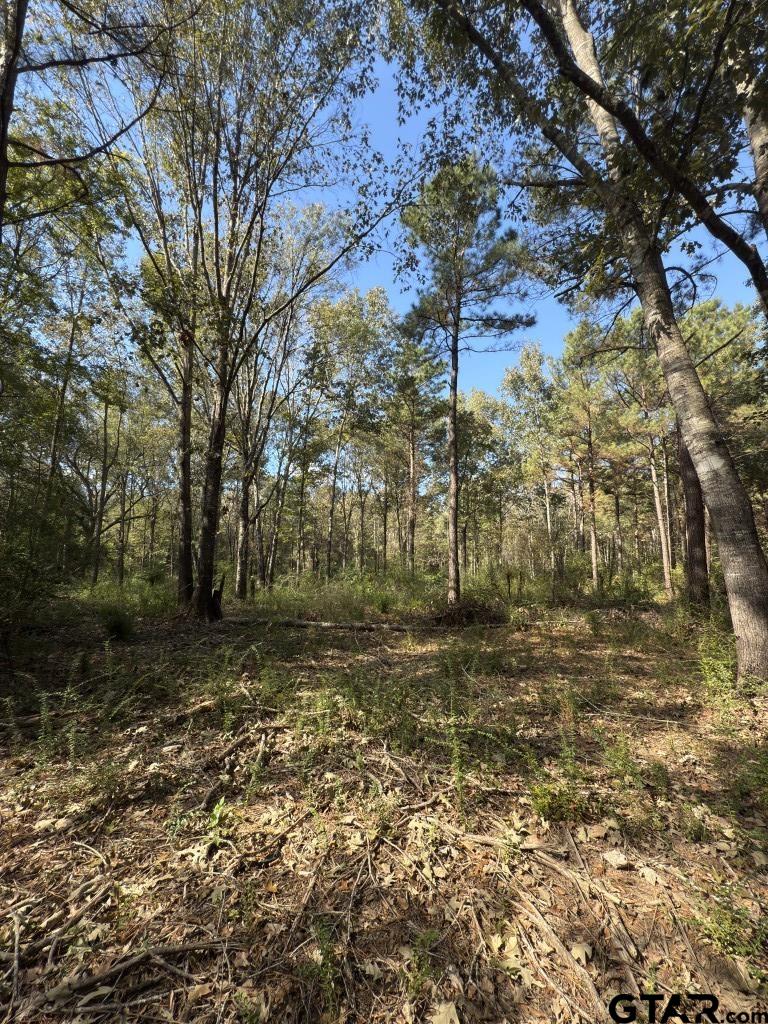 456 Marshall Ivy Road Huntington, TX 75949 - Photo 10 of 32 a view of a yard with trees