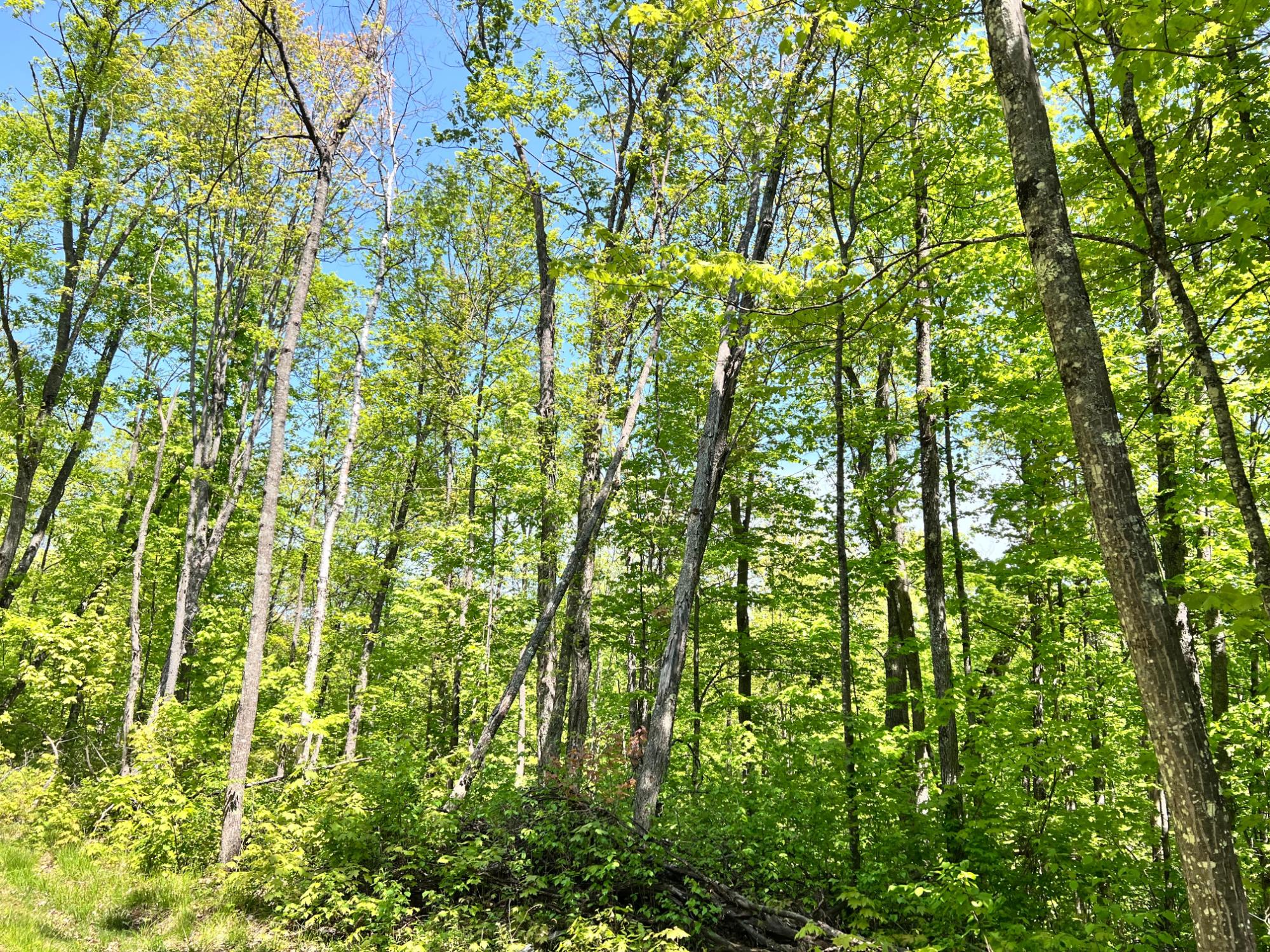 Lot 5 Timbercrest Way Conover, WI 54519 - Photo 13 of 14 Gallery Image 13