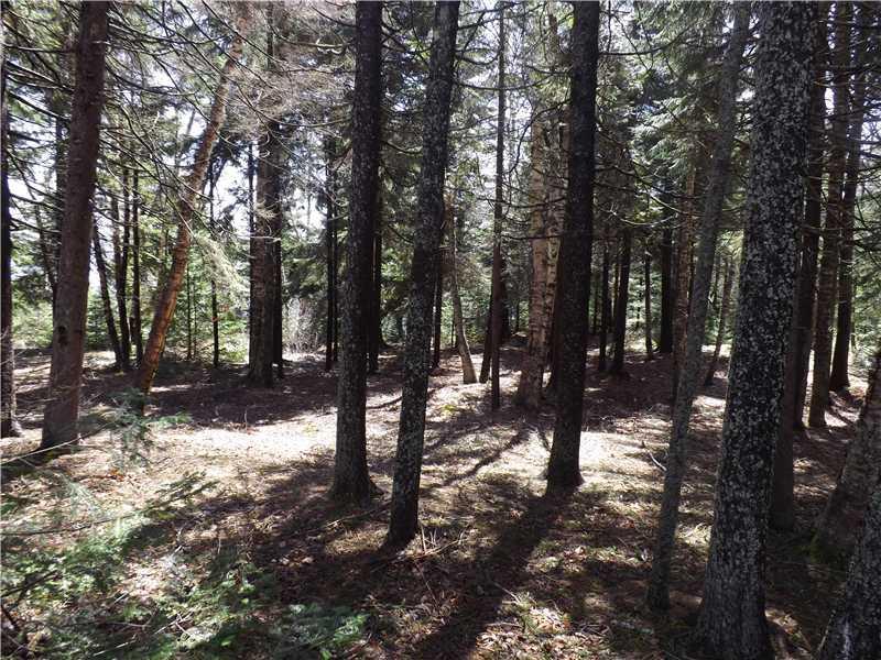 0 Partridge Road Searsport, ME 04974 - Photo 2 of 9 Land.