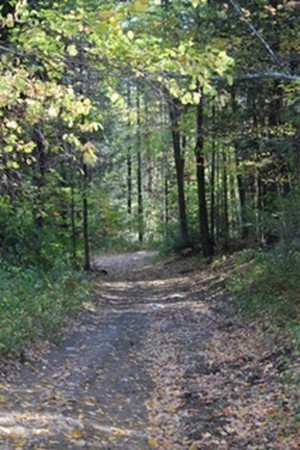 47 Goshen Road Williamsburg, MA 01096 - Photo 14 of 24 a view of a forest with trees in the background