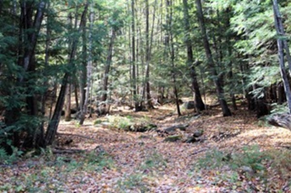 47 Goshen Road Williamsburg, MA 01096 - Photo 15 of 24 a view of outdoor space with trees