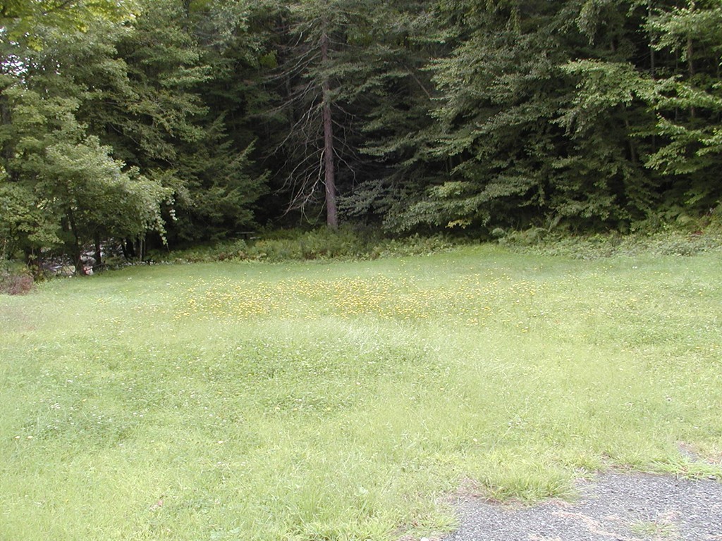 47 Goshen Road Williamsburg, MA 01096 - Photo 20 of 24 a backyard of a house with plants and large trees