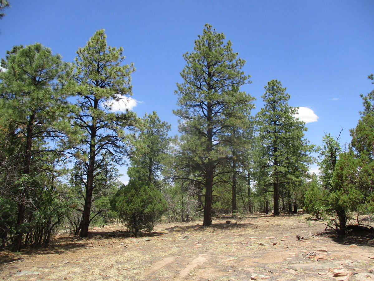 157 Forest Road Ramah, NM 87321 - Photo 20 of 71 Gallery Image 20